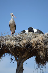 A Stork is about the arrive its nest on july 2016 in Eskisehir, Turkey