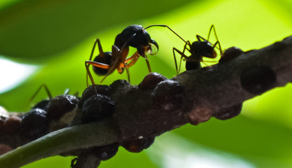 Ants working together on a tree
