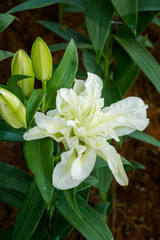 White lily flower in Park