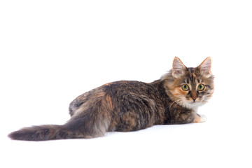 Obraz premium Cat lying on white isolated background view from back