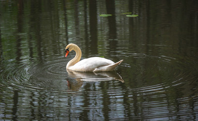 schöner weißer Schwan im Wasser