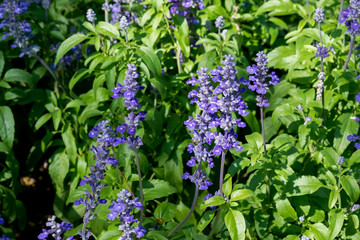 Lavender in park