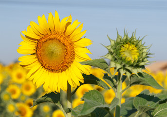 Beautiful landscape sunflowers in garden with soft focus clouds blue sky background, .