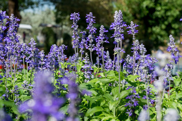 Lavender in park