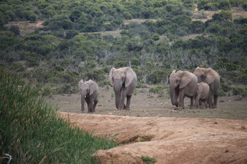 Fototapeta premium Elephants