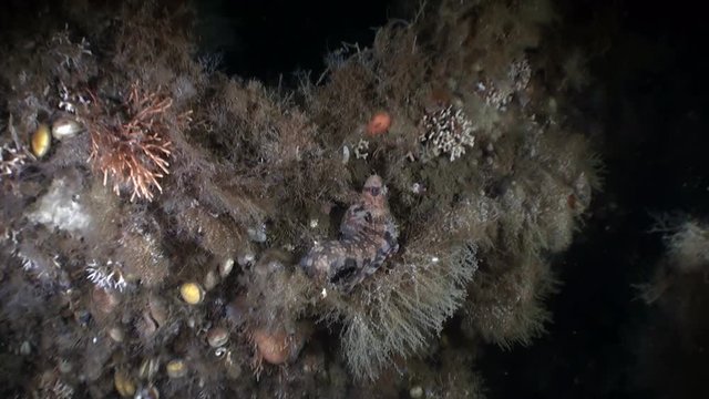 Interesting unique fish masked underwater in ocean of Alaska. Swimming in amazing world of beautiful wildlife. Inhabitants in search of food. Abyssal relax diving.