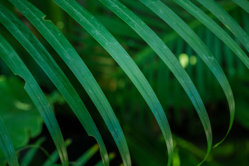 Tree Green leaf in the nature