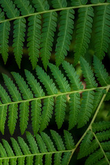 Tree Green leaf in the nature