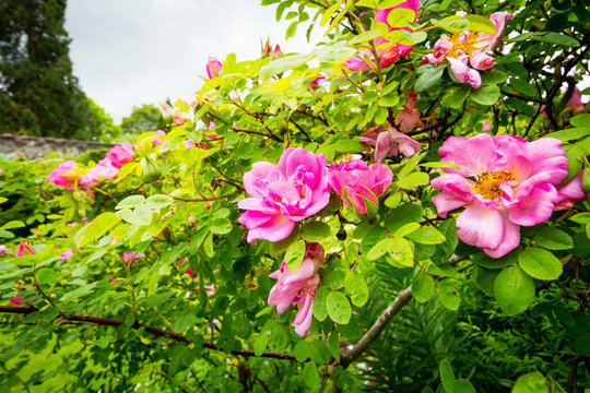 Pink roses bush in blossom