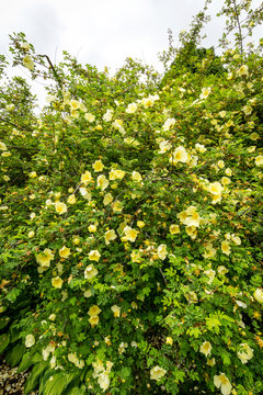Yellow roses blooming bush in the garden