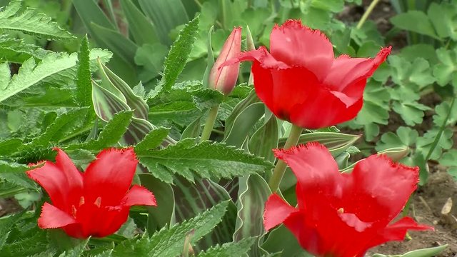 Rote Tulpenbl&uuml;ten zittern im Wind
