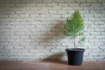 Brick wall and tree in black pot.