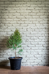 Brick wall and tree in black pot.