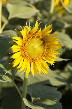 sunflowers are Beautiful in garden  with blur background.