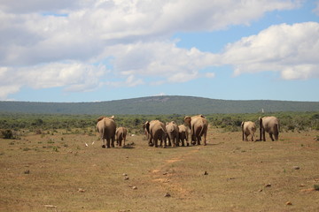 Elephants from behind