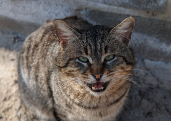 Street cat meows