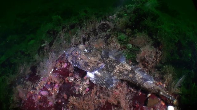 Interesting unique fish and starfish underwater in ocean of Alaska. Swimming in amazing world of beautiful wildlife. Inhabitants in search of food. Abyssal relax diving.