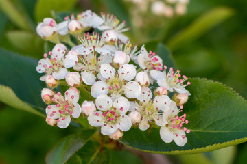 Aronia melanocarpa flowers and leaves