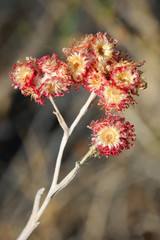 Dry bright red plants in the middle of the summer in Israel