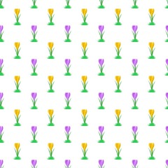 Spring background with spring purple and yellow crocuses in a row alternately side by side and below them the green grass on a white background. Floral color natural texture 