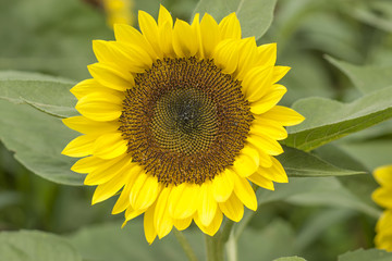 一輪のひまわり