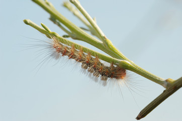 Closeup of the nature of Israel - furry caterpillar
