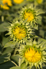 Bud sunflowers in the field with the bright summer sun..