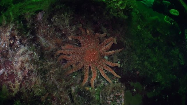 Red starfish on background of sea landscape underwater in ocean of Alaska. Swimming in amazing world of beautiful wildlife. Inhabitants in search of food. Abyssal relax diving.