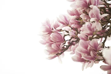 Foto auf Acrylglas Magnolie Blüten eines Magnolienbaumes