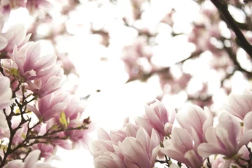 Gartenposter Magnolie Blüten eines Magnolienbaumes