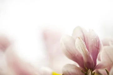 Crédence en verre imprimé Magnolia Fleurs d& 39 un magnolia