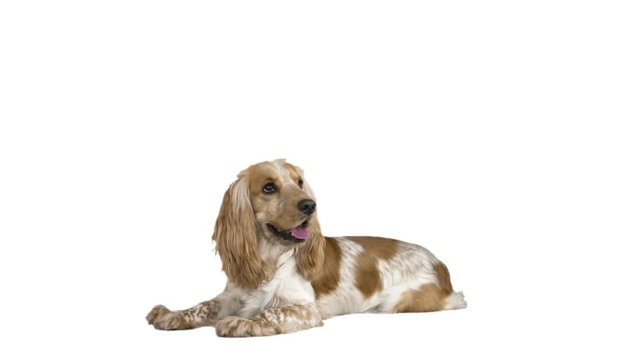 funny spaniel lying tongue hanging out on white background