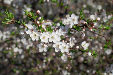  branch of a flowering tree