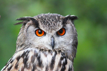 Owl' s head isolated 