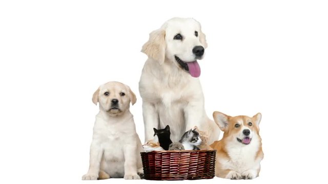 Dogs and basket with kittens on white background