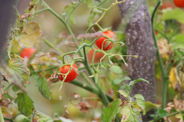 Fresh Tomatoes 