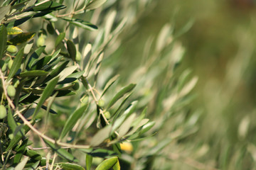 Olive leafs