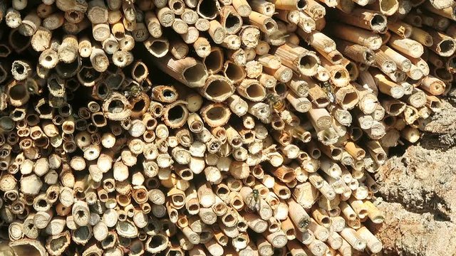 wild bees flying in front of insect hotel in springt time. male Osmia bicornis