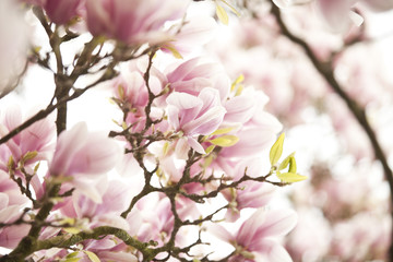 Obraz na płótnie Canvas Blüten eines Magnolienbaumes