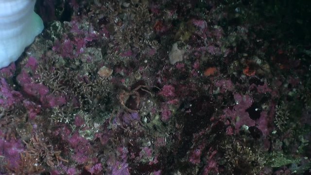 Crab masked on clear transparent seabed underwater in ocean of Alaska. Swimming in amazing world of beautiful wildlife. Inhabitants in search of food. Abyssal relax diving.
