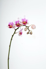Orchidee