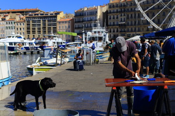 Fisherman is cleaning the fish in old Port of Marseille, Provence, France
