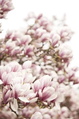 Foto op Canvas Blüten eines Magnolienbaumes © Meike Netzbandt