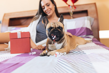 Attractive young woman enjoying on bed with her french bulldog pet. 