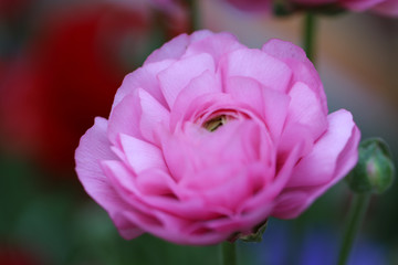 Nature: Ranunculus