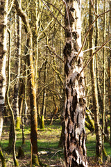 Low sun through trees in the woods