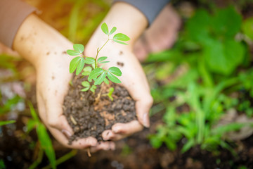 Close up woman hands holding plant
