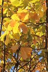 autumn tree and  blue sky