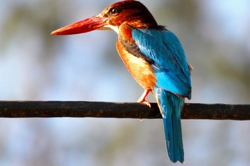 The white-throated kingfisher (Halcyon smyrnensis) also known as the white-breasted kingfisher or Smyrna kingfisher, is a tree kingfisher,