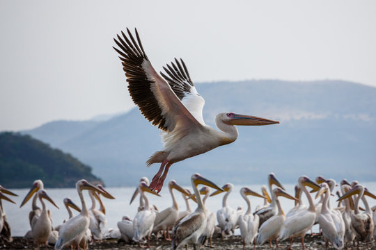 Pelicans on Lake Chamo - Ethiopia